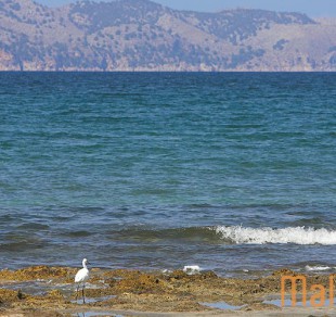 Platja sa Marina