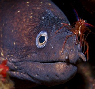morena-fauna vertebrado.jpg